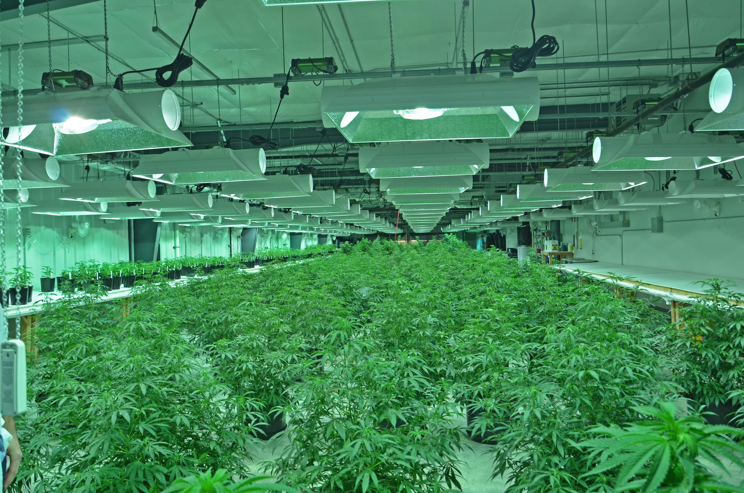 ირაკლი კობახიძე: პარლამენტმა გადადო მარიხუანას კულტივაცია-რეალიზაციის საკითხის განხილვა