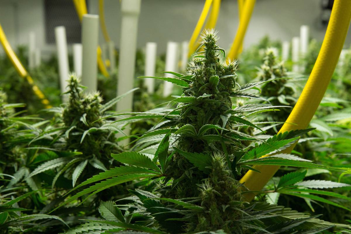 მარიხუანას კულტივაციის კანონპროექტის შეჩერებაზე პარლამენტის გადაწყვეტილებას კახა კალაძე ეთანხმება