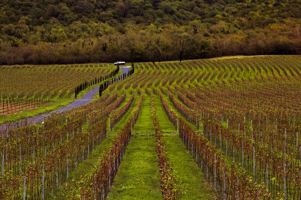 19 სექტემბრის მონაცემით, კახეთის რეგიონში გადამუშავებულია 64 ათასი ტონა ყურძენი